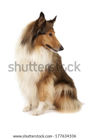 Rough Collie or Scottish Collie isolated over white background