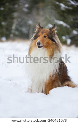 Rough Collie or Scottish Collie over winter nature background