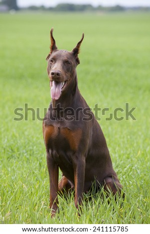 young brown doberman puppy sitting on green grass