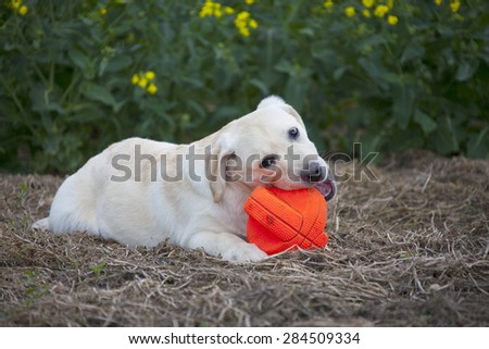 labrador puppy playing with red ball
