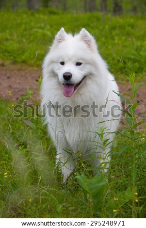 samoyed puppy Samoyed puppy in the summer forest