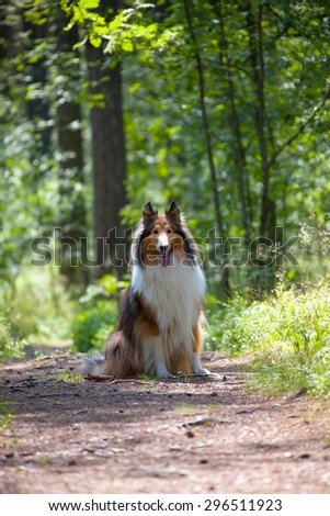 Rough Collie or Scottish Collie in summer forest