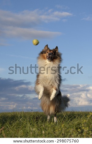 Rough Collie is playing with ball on nature background