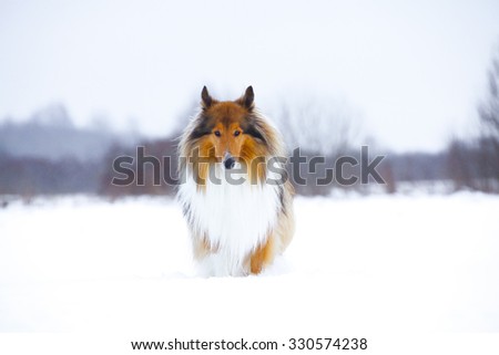 Rough Collie or Scottish Collie over winter nature background