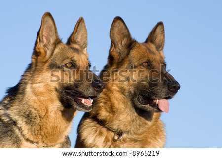 Two German Shepherds