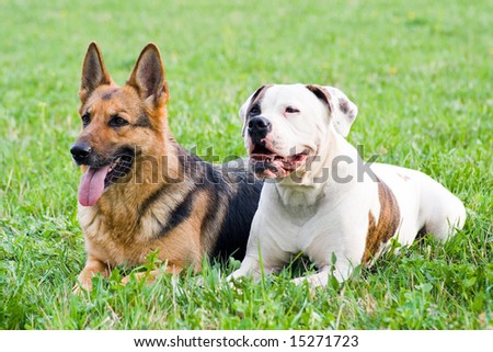 american bulldog pitbull mix. PITBULL AMERICAN BULLDOG MIX