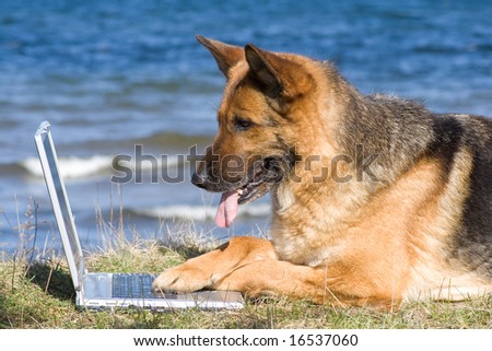 Germany Sheep-dog laying on the grass with laptop