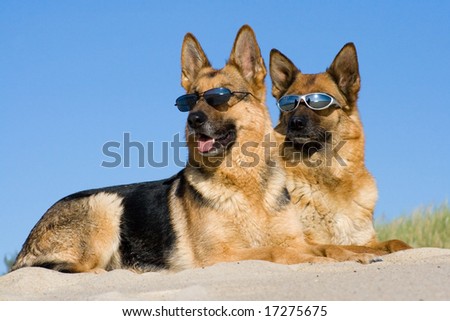 stock-photo-german-shepherds-laying-in-s