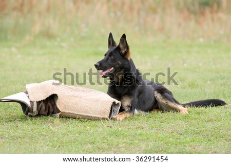 black German shepherd laying with sleeve