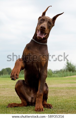 young brown doberman puppy