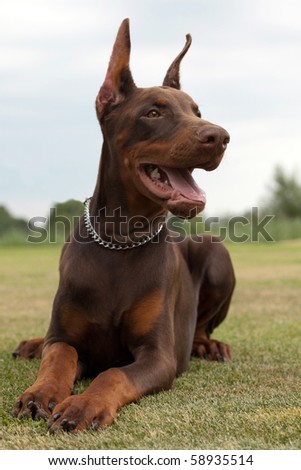 young brown doberman puppy laying on the green grass