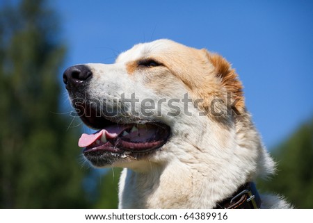 Central Asian Shepherd Dog portrait on the outside background