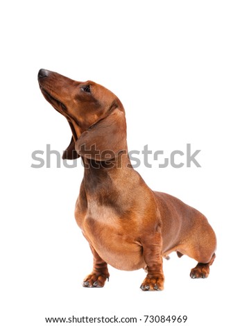long haired dachshund dapple. Smooth Dachshund/Short-hair .