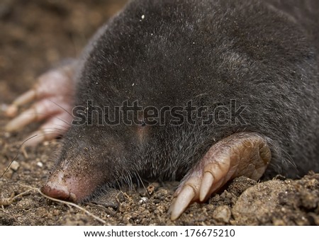 The European mole (Talpa europaea)
