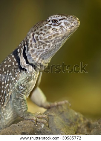 Common collared lizard     (Crotaphytus collaris )