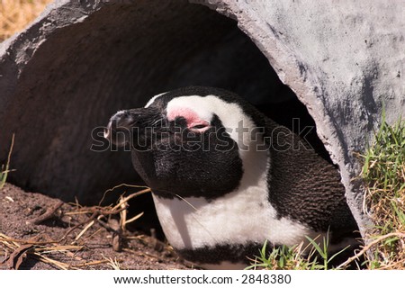 Jackass Penguin (Demersus Spheniscus) from Stoney Point colony in South Africa. The penguin is lying in his man made hide. Very windy and sunny day. The penguin is closing his eyes.