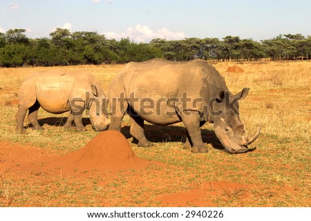 Two rhinos grazing in late afternoon in dry field. Baby rhino is walking next to his mother.