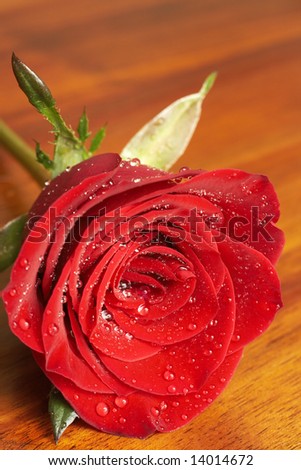 Single dark red rose covered with water drops on wooden background. Very shallow depth of field, macro shot