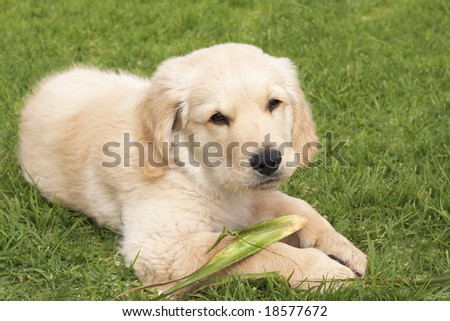 Small obedient golden retriever puppy lying on the green grass holding a plant in his paws