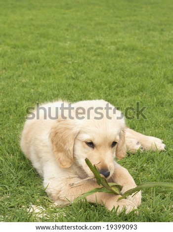 Small obedient golden retriever puppy lying on the green grass holding a plant in his paws