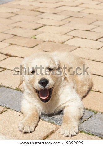 Small obedient golden retriever puppy lying on the pavement. Focus is on paws