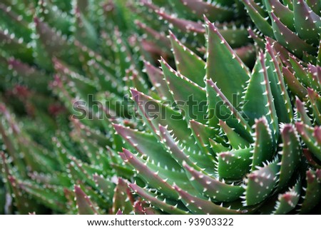 spiny plants