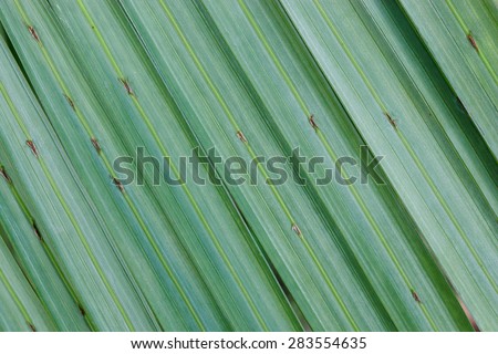 coconut leave pattern have a green color