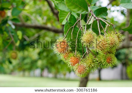 fruit in south east asia