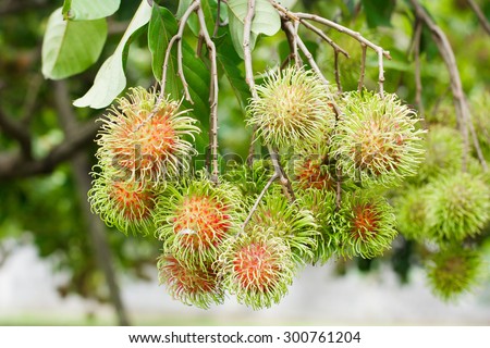 fruit in south east asia