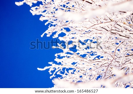 Branches of a tree in frost and snow. Blue sky background.