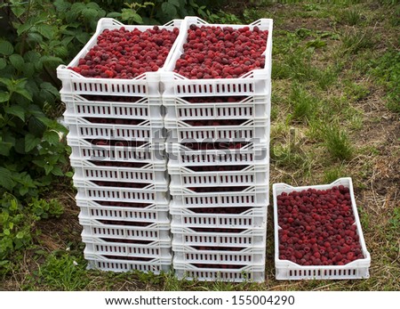 Freshly picked pints of organic raspberries at a farm produce stand in crates