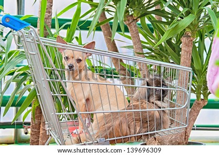 Two dogs in the market cart