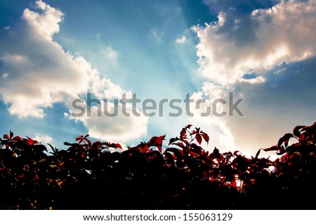 Scenic Background - hedgerow over cloudy sky with sunbeams.