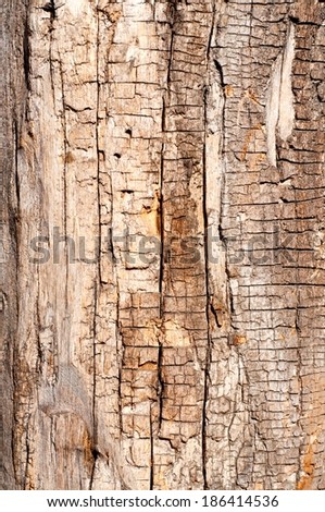 Dry Wood Texture for your design. Vertical orientation.