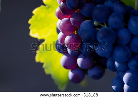 grapes close up