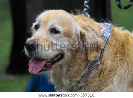 Golden Labrador portrait