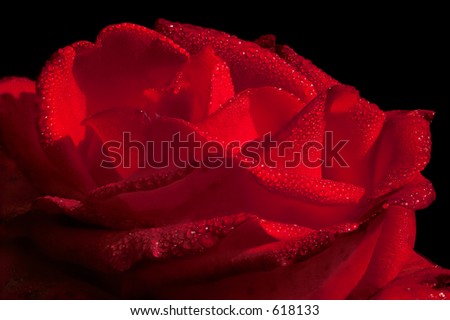 close-up of a hot red rose with water drops