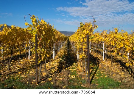 rows of yellow wine grapes