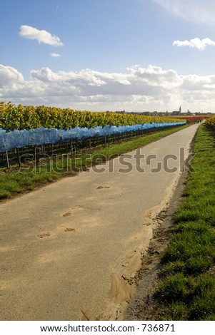 road between the rows of ice wine grapes, Germany