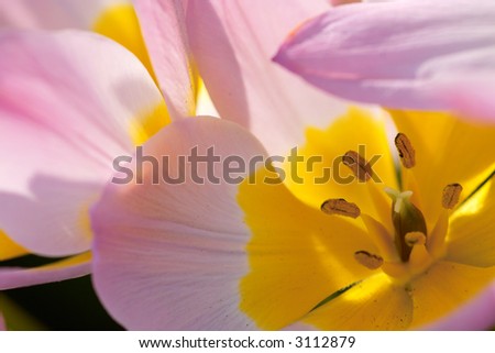 violet yellow tulip close up in backlight