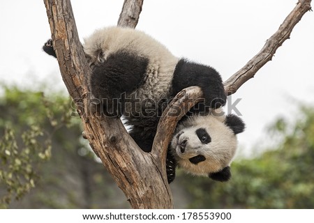 Giant Baby Panda Climbing on a Tree