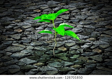 Small plant growing from a stone pavement