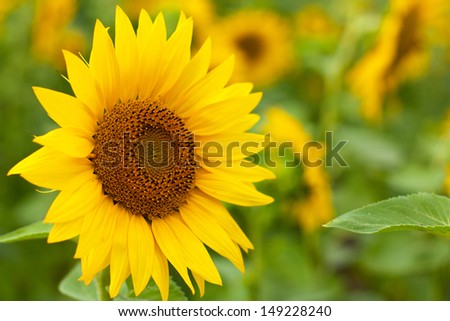 Bouquet of sunflowers in sunflowers field