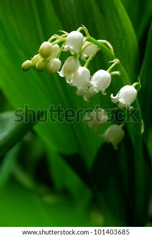 macro flower lily of the valley