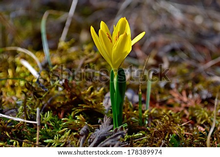 yellow snowdrops in the forest