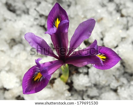 wild iris in early spring