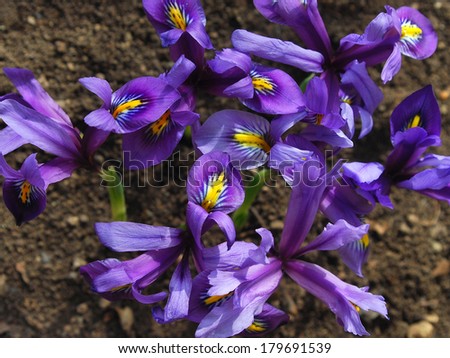 wild iris in early spring