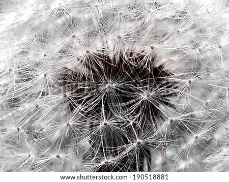 Dandelion flower. Abstract natural background for your design