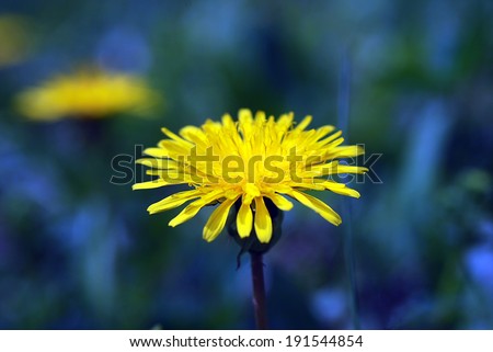 Dandelion flower. Abstract natural background for your design