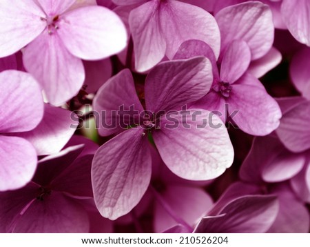 Pink power: background with fresh pink Hydrangea flowers